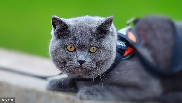 英短猫的智商相当于人类几岁?盘点猫咪智商10大排名