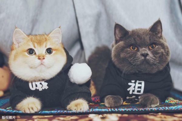 英短猫的智商相当于人类几岁?盘点猫咪智商10大排名