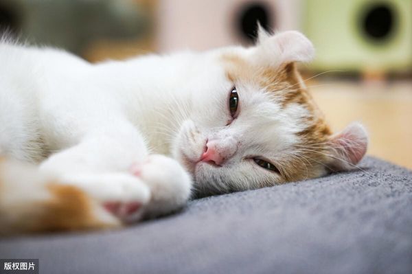 英短猫的智商相当于人类几岁?盘点猫咪智商10大排名
