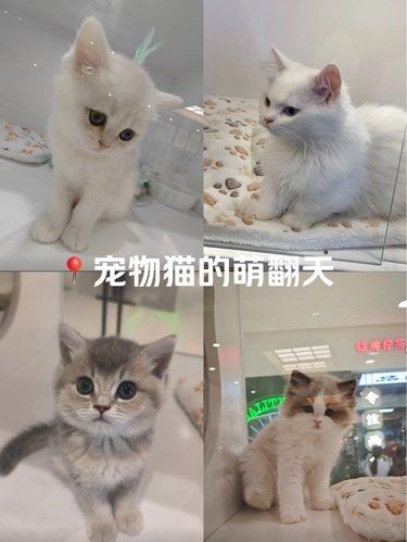 猫咪天地～宠物乐园