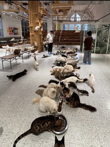 广州‼️这是不是全国最大的猫咖馆啊