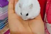 仓鼠到了冬天怎么养