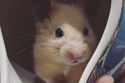 新手如何饲养仓鼠