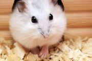 松鼠与仓鼠哪一种好养