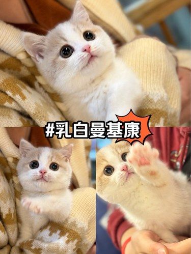 随机拥有一只矮个子小猫