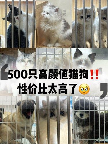 被爱的它们，眼里全身都在发光❤