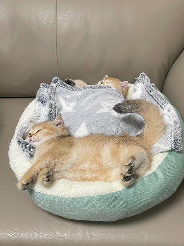 谁家好小猫睡觉还翘尾巴