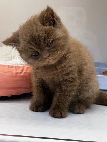 天呐！这猫咪也太萌哒哒了吧？