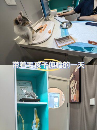 猫咪体检日常～