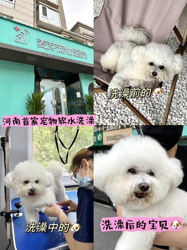 [惊讶]郑州的宠物店已经内卷到下一个level