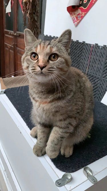 养猫小tips～