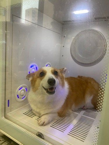 宠物店的暖心事