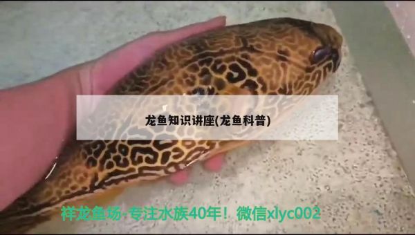 龙鱼知识讲座(龙鱼科普) 2024第28届中国国际宠物水族展览会CIPS（长城宠物展2024 CIPS）
