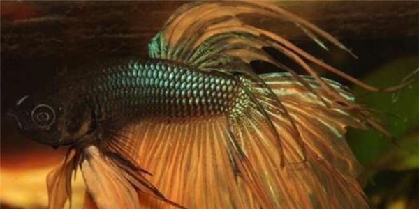 让你的斗鱼不烦恼（以宠物为主的杂食生物吃什么？关注营养均衡的斗鱼饲养指南）
