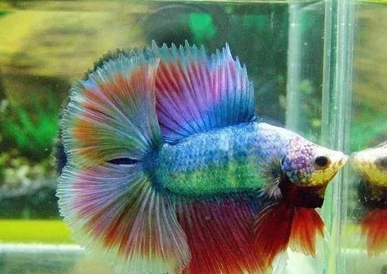 让你的斗鱼不烦恼（以宠物为主的杂食生物吃什么？关注营养均衡的斗鱼饲养指南）