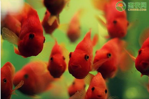 鹦鹉鱼的养殖方法及注意事项-图片版权归惠农网所有