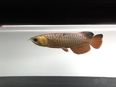 龙鱼为什么好看不好养：“好养”的龙鱼，需要一定的饲养技巧和条件和饲养技巧 龙鱼百科