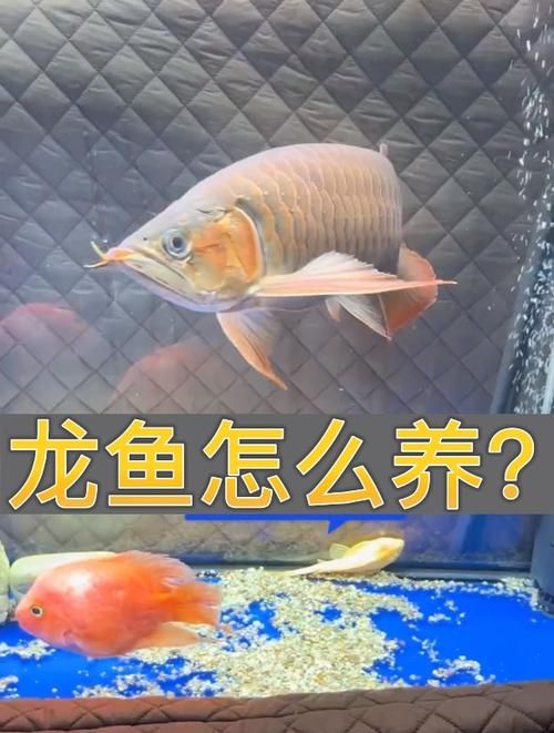 龙鱼如何才能养好