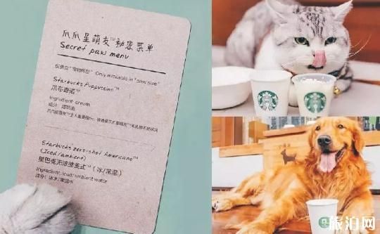 深圳哪些餐厅可以带宠物 深圳可以带宠物的餐厅推荐