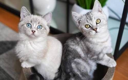 猫咪交配一般需要多久?