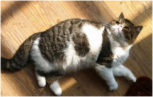猫咪交配一般需要多久?