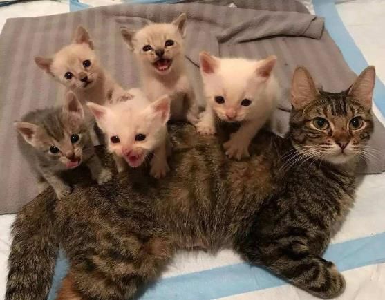 猫咪交配一般需要多久?