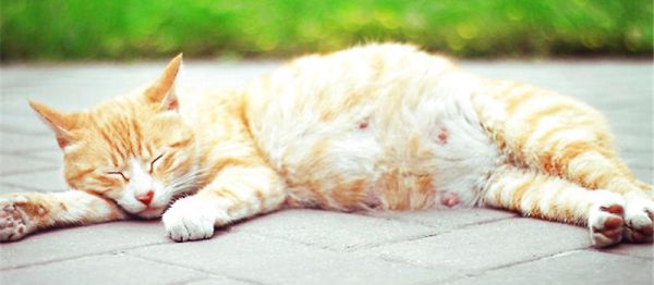 猫咪交配一般需要多久?