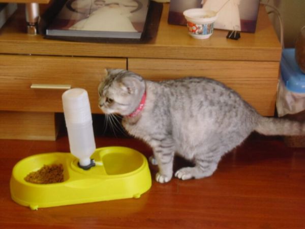 猫咪交配一般需要多久?