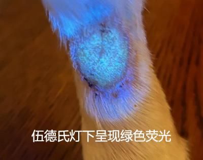 小狗得了皮肤病用什么药好得快？很多人有着这样的误区