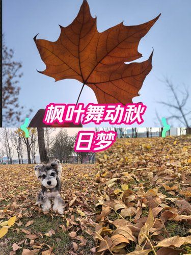 太原遛狗好地方