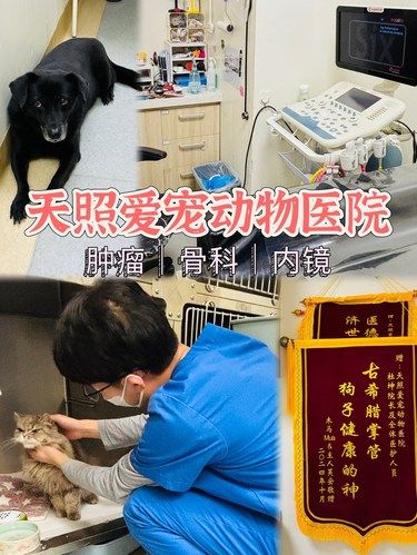西城区第1名真正靠谱的猫咪友好宠物医院