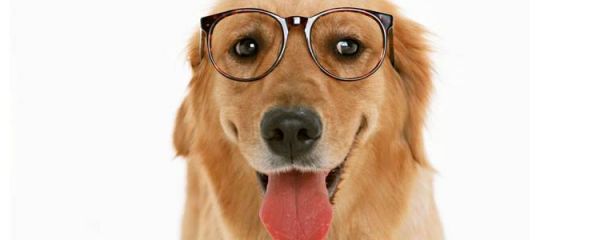 金毛是猎犬吗 金毛的性格特点