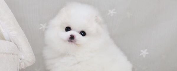 博美犬是哪个国家的 它的起源故事你知晓吗?