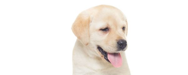 博美犬多大成年 狗狗一岁相当于人的几岁
