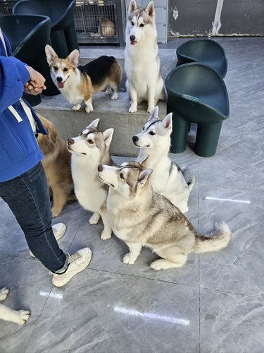 这里的狗狗超级乖[惊叹][惊叹][惊叹]