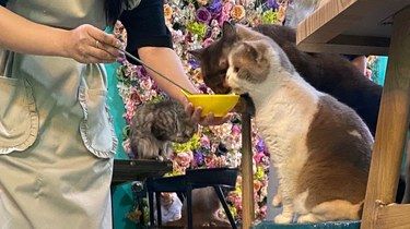 猫咪天地～宠物乐园