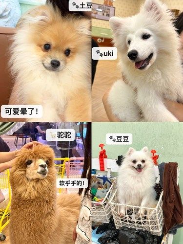 昆明“小型动物园”｜被猫猫狗狗包围的幸福