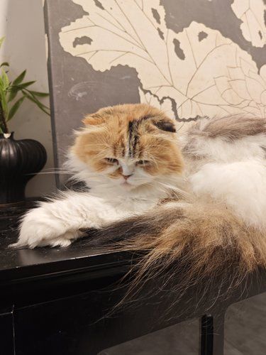 一次畅摸猫猫之旅！猫咖➕switch