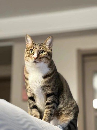 谁能拒绝傻憨憨的小猫咪
