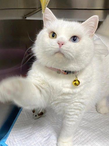  博龙动物医院，猫咪的健康守护站