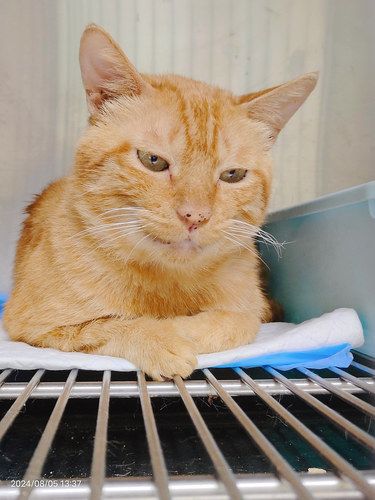 全口拔牙又嘎蛋，猫佛了