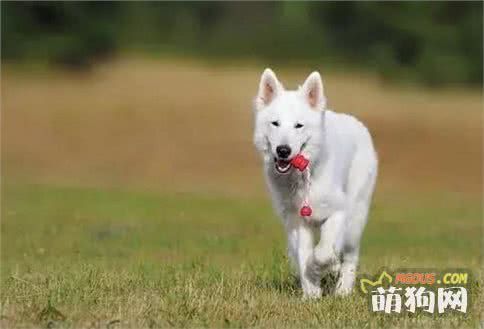 狗狗日常体育锻炼小要点