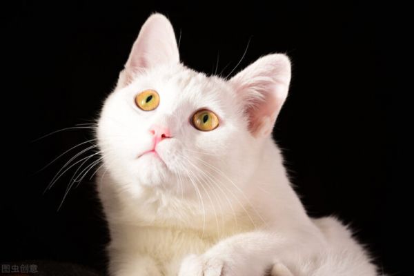 大多纯白的猫咪会很少见,认知度也是很高的,纯白猫咪有什么品种