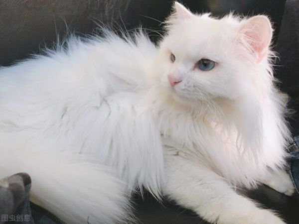 大多纯白的猫咪会很少见,认知度也是很高的,纯白猫咪有什么品种