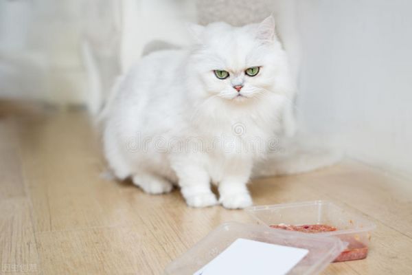 大多纯白的猫咪会很少见,认知度也是很高的,纯白猫咪有什么品种