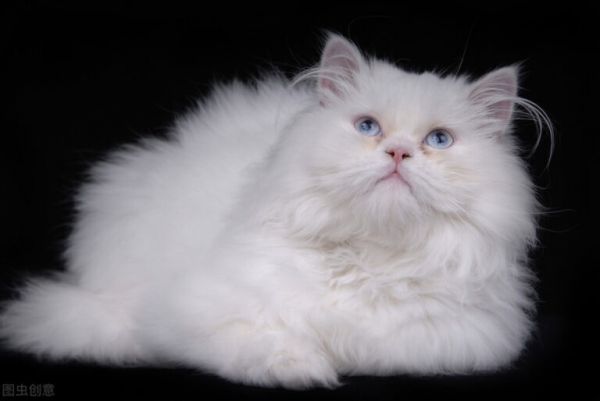 大多纯白的猫咪会很少见,认知度也是很高的,纯白猫咪有什么品种