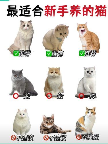 新手适合养什么猫❓