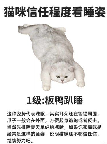 你在猫咪心目中的样子