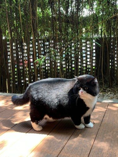 他到底是猫，还是一辆半挂？？？