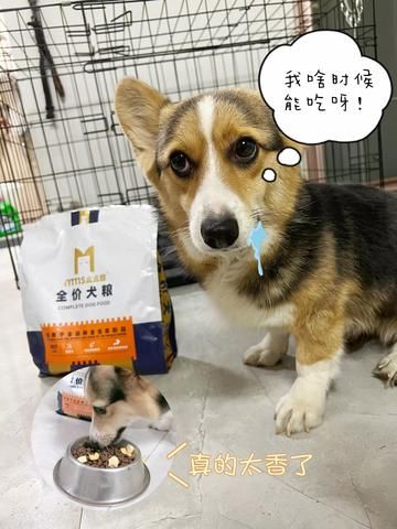 国产十大放心狗粮品牌排行榜（宠物健康食品推荐）